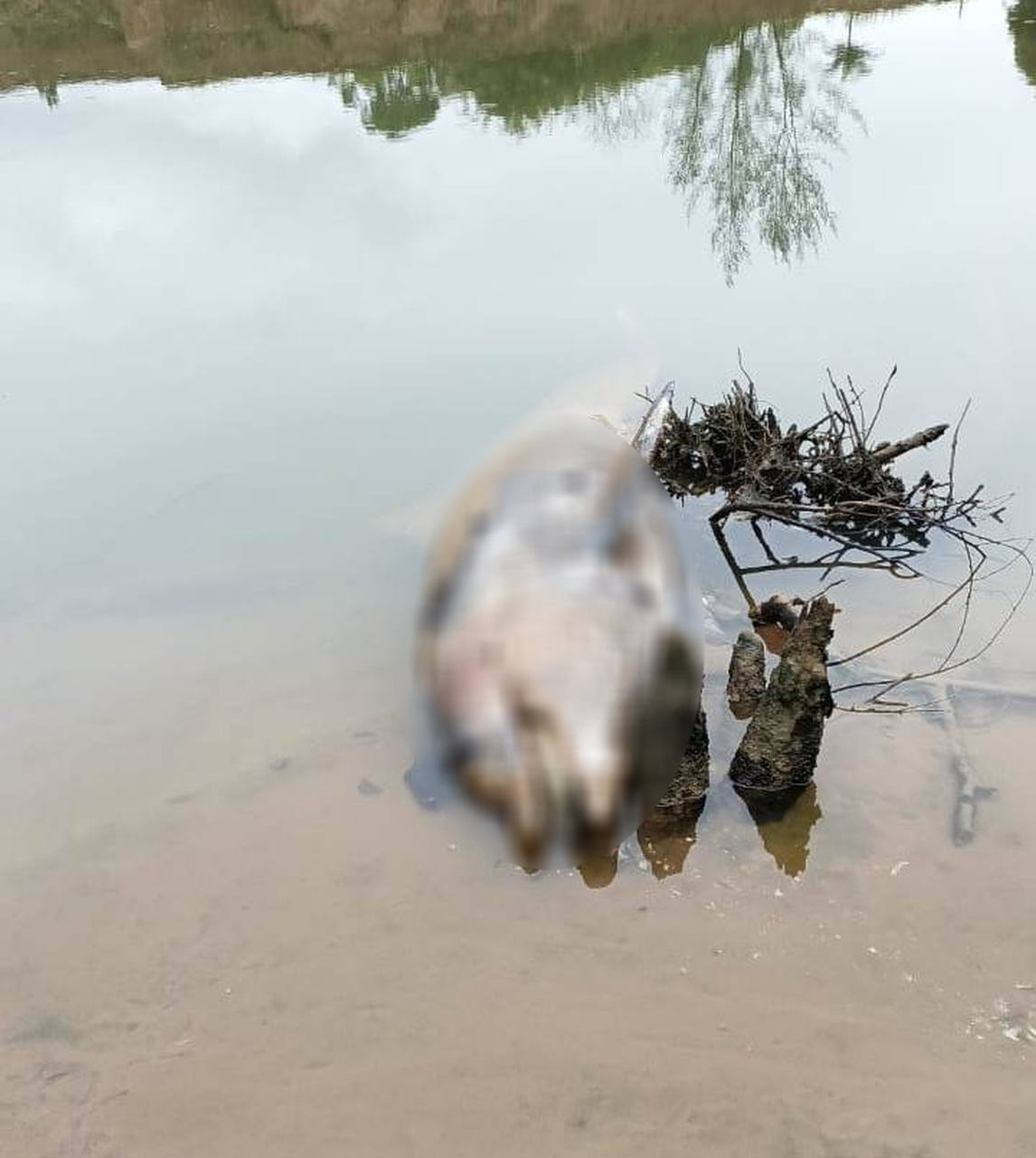 Boto De Laguna Que Estava No Rio Tubar O Encontrado Morto Sulinfoco