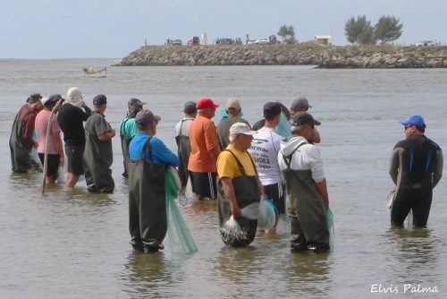 Temporada de pesca da tainha é iniciada