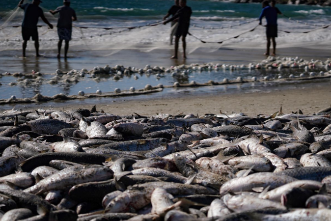 Pescadores Artesanais Capturam Mais De Mil Tainhas Na Modalidade